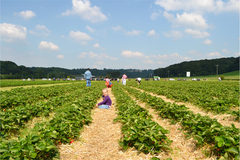 Erdbeerfeld Leichlingen - Erdbeeren selber pflücken